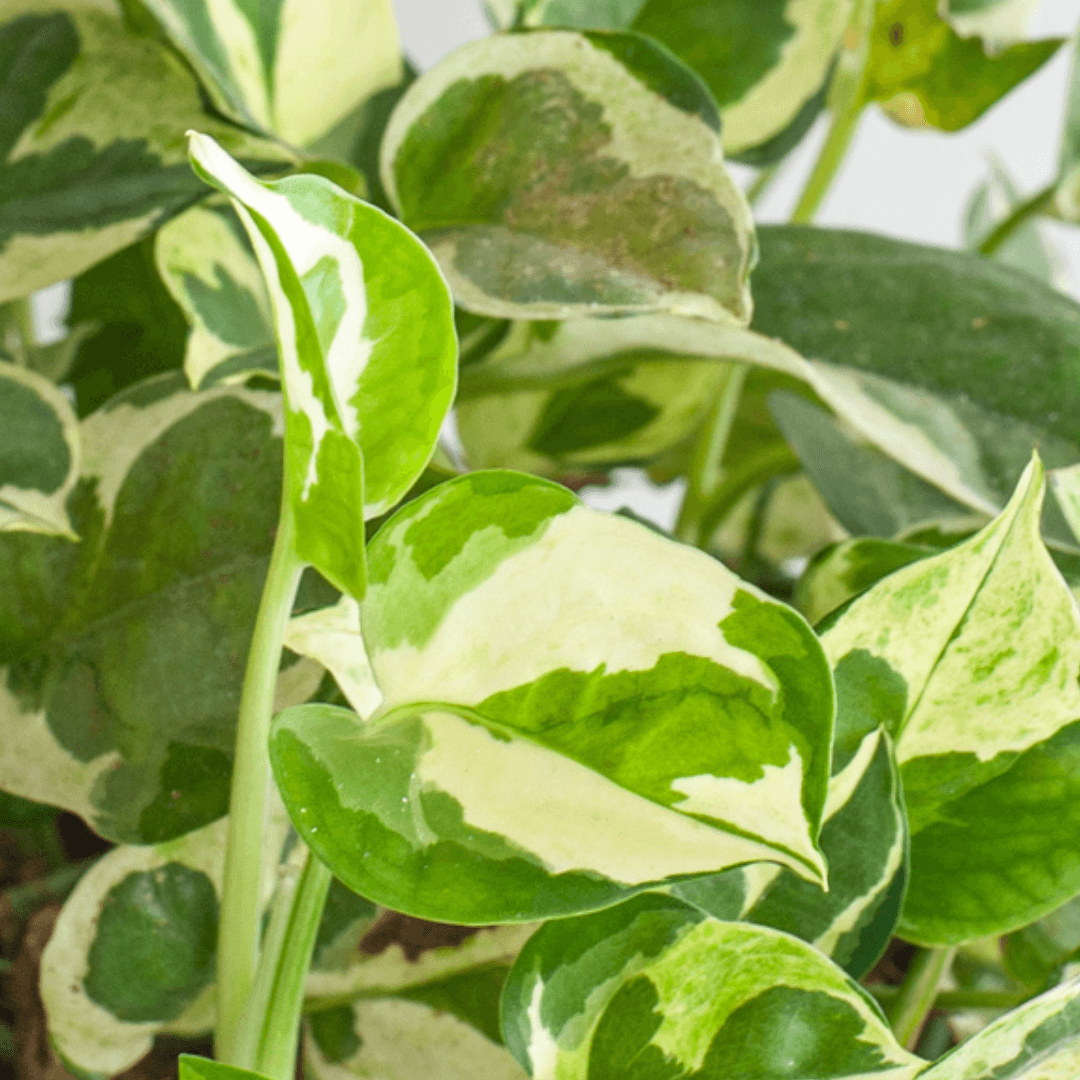 Epipremnum - Marble Queen - The Plant Buddies