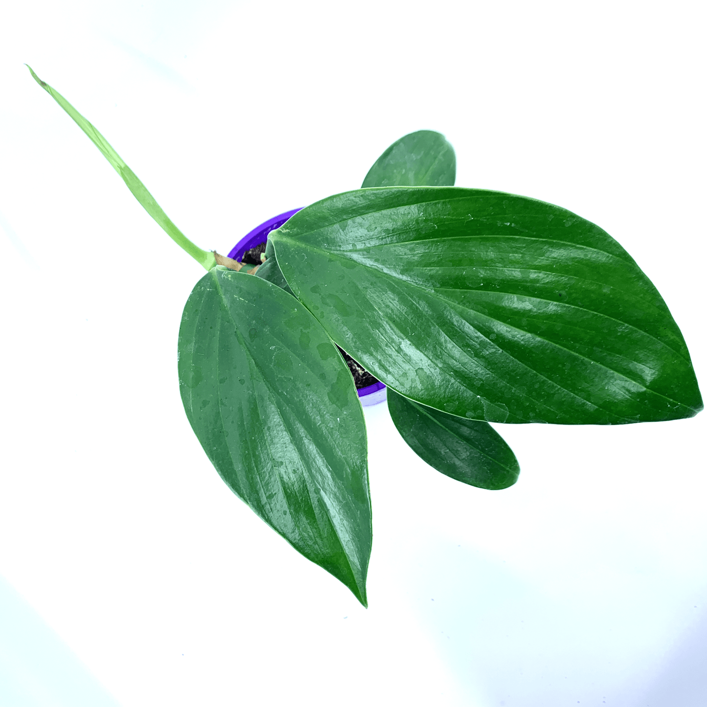 Epipremnum - Pinnatum - The Plant Buddies