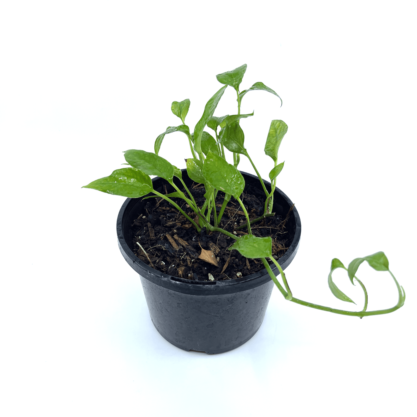 Epipremnum - Thai - The Plant Buddies