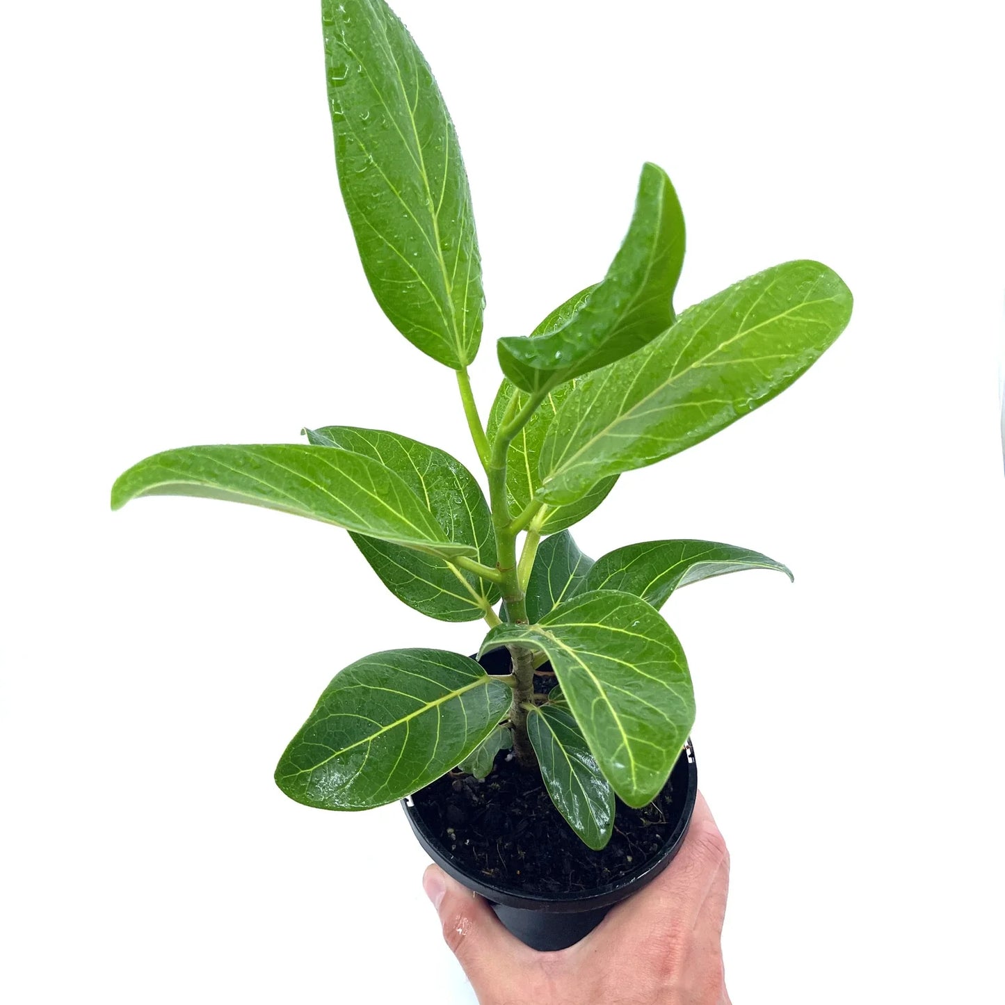 Ficus - Audrey - The Plant Buddies