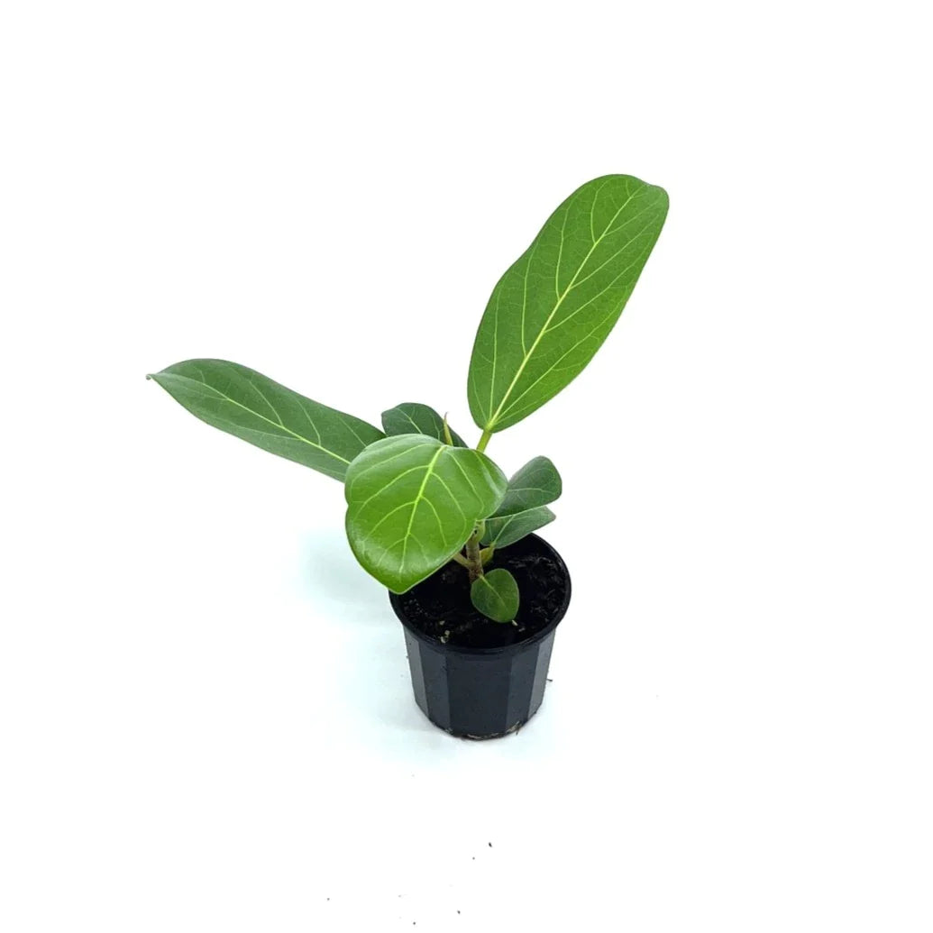Ficus - Audrey - The Plant Buddies