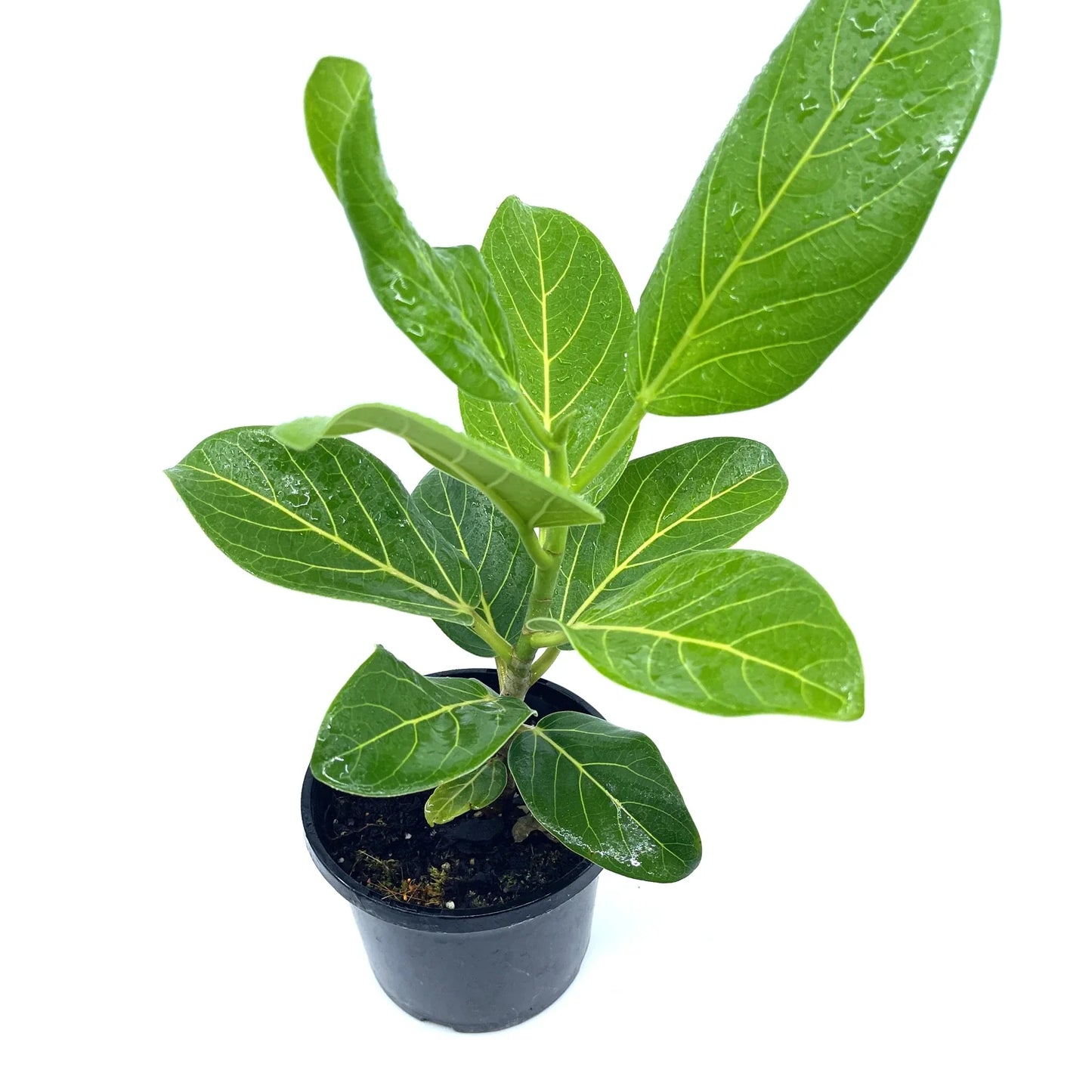 Ficus - Audrey - The Plant Buddies