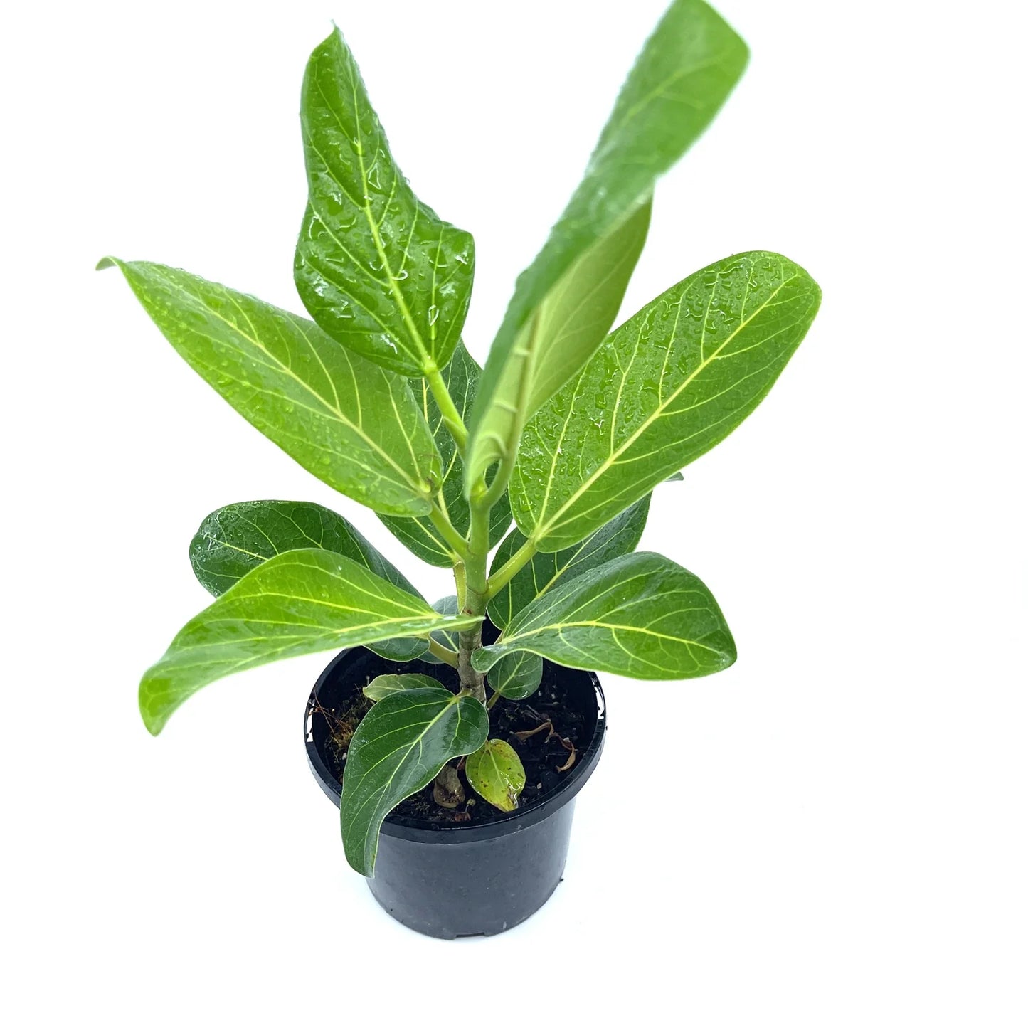 Ficus - Audrey - The Plant Buddies
