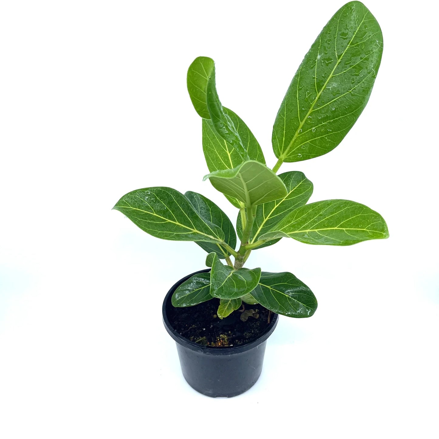Ficus - Audrey - The Plant Buddies