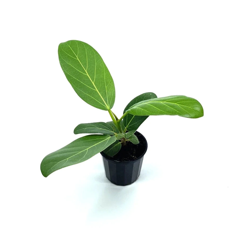 Ficus - Audrey - The Plant Buddies