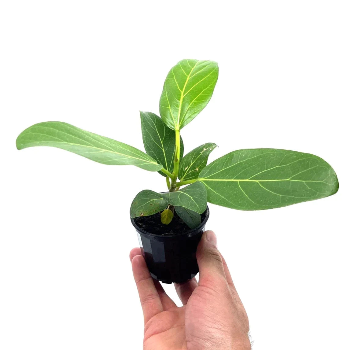 Ficus - Audrey - The Plant Buddies
