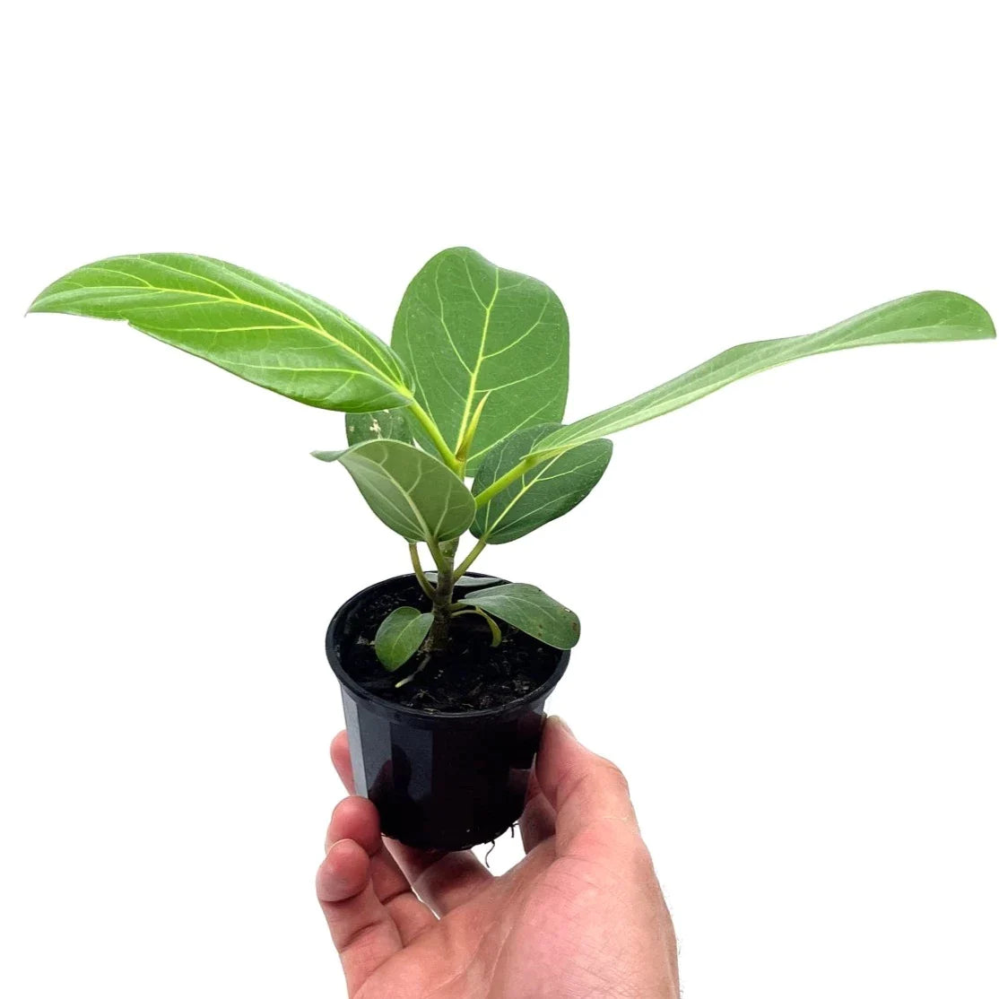 Ficus - Audrey - The Plant Buddies