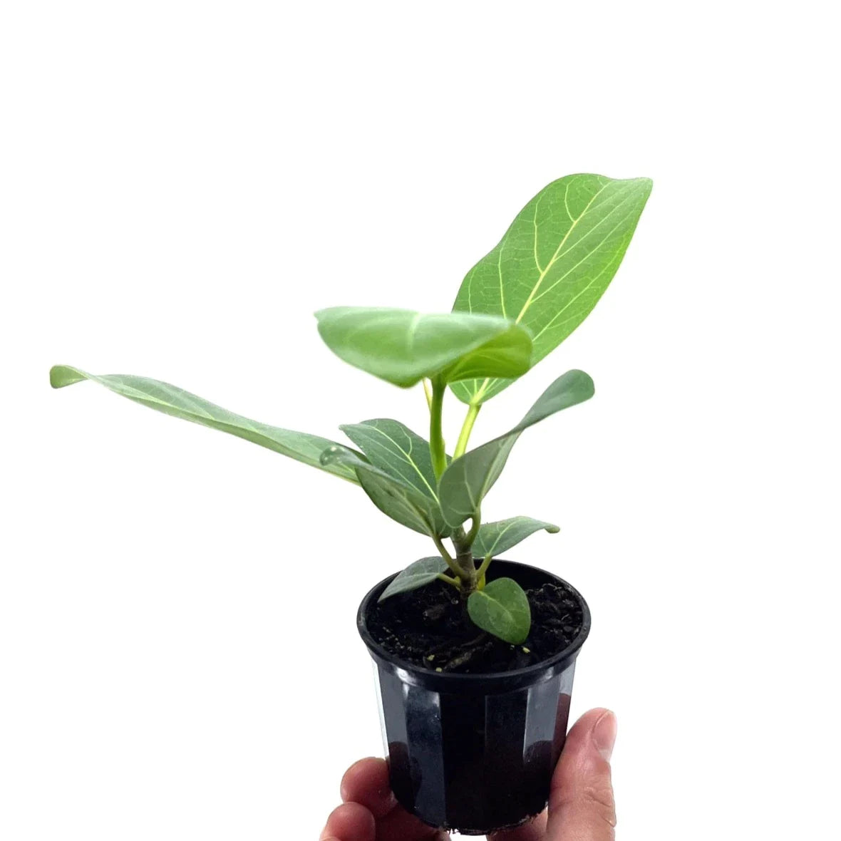 Ficus - Audrey - The Plant Buddies