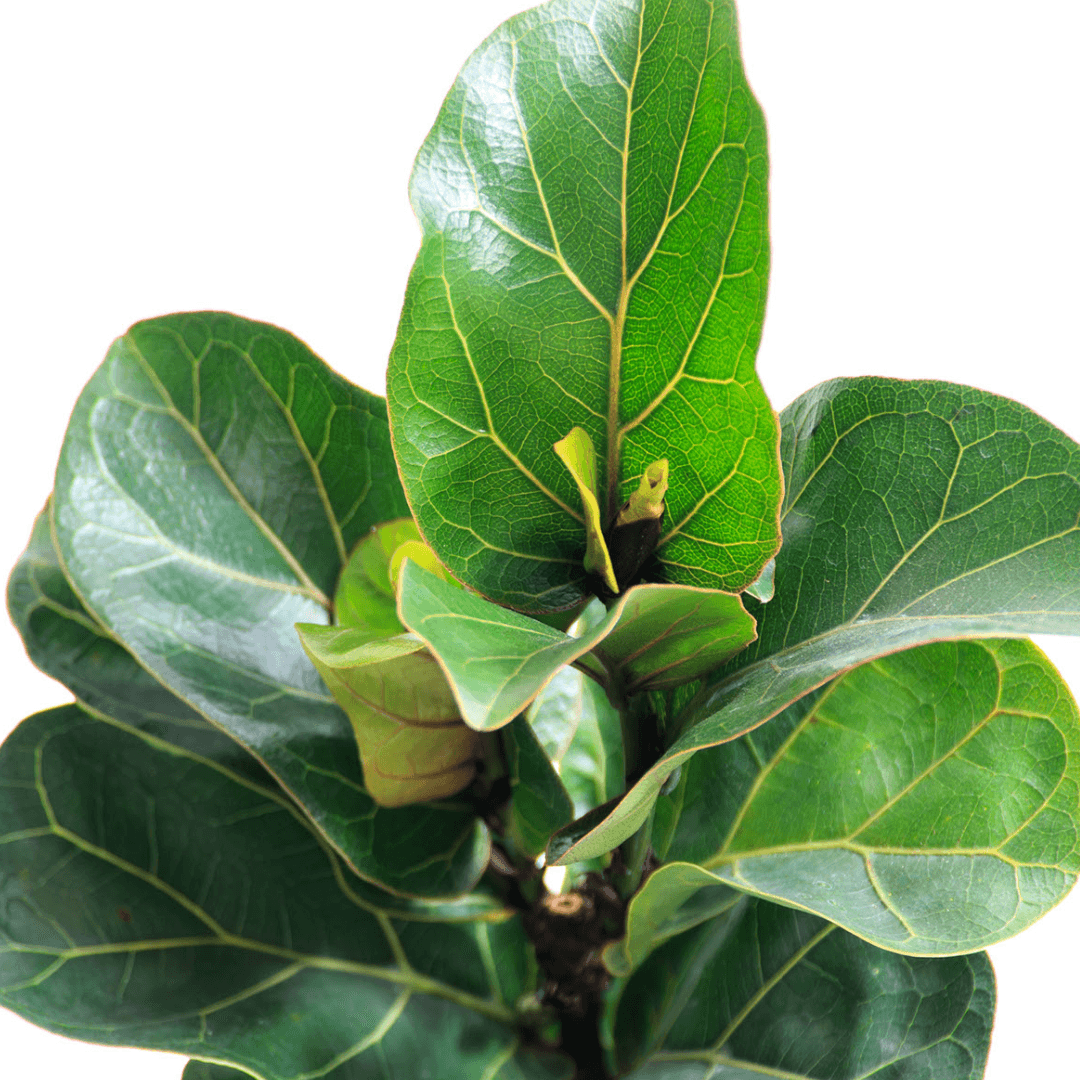 Ficus - Bambino (Fiddle Leaf Fig) - The Plant Buddies