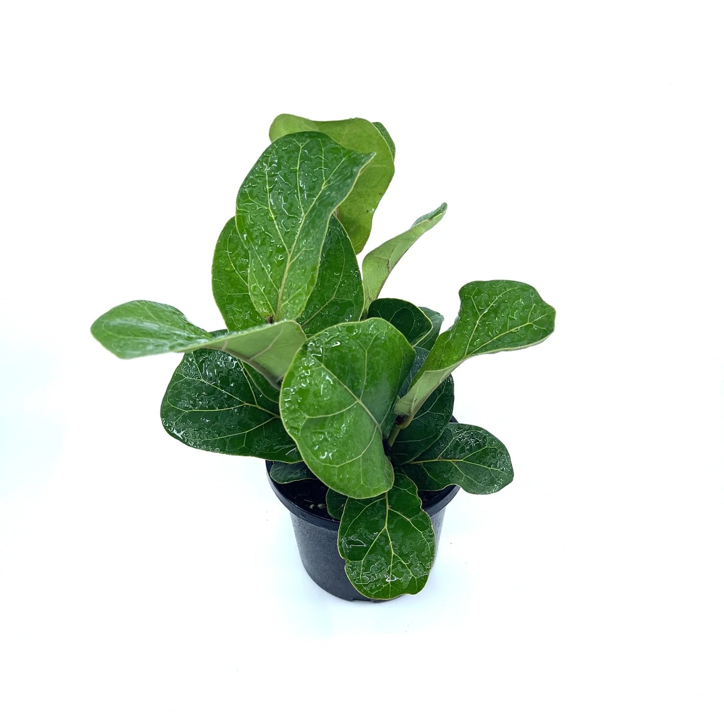 Ficus - Bambino (Fiddle Leaf Fig) - The Plant Buddies