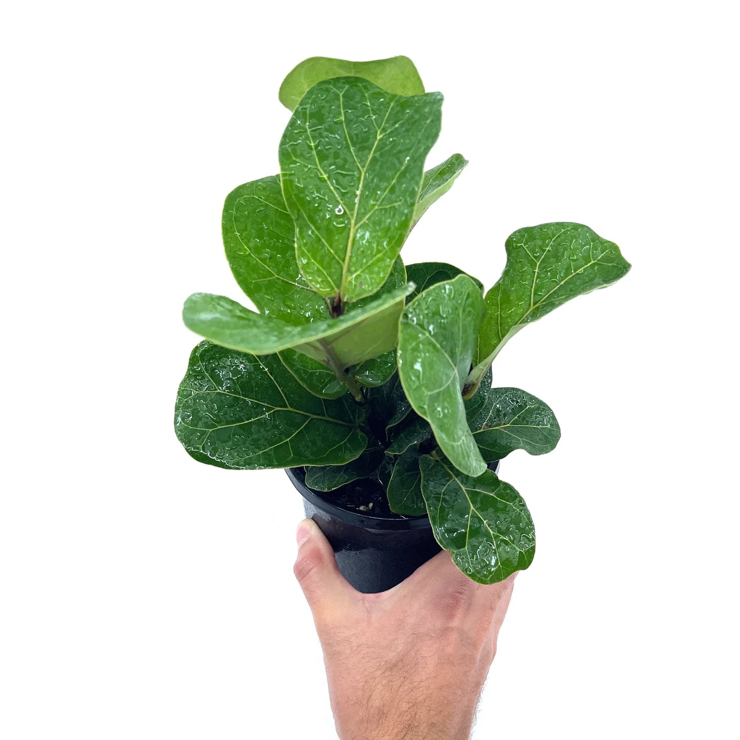 Ficus - Bambino (Fiddle Leaf Fig) - The Plant Buddies