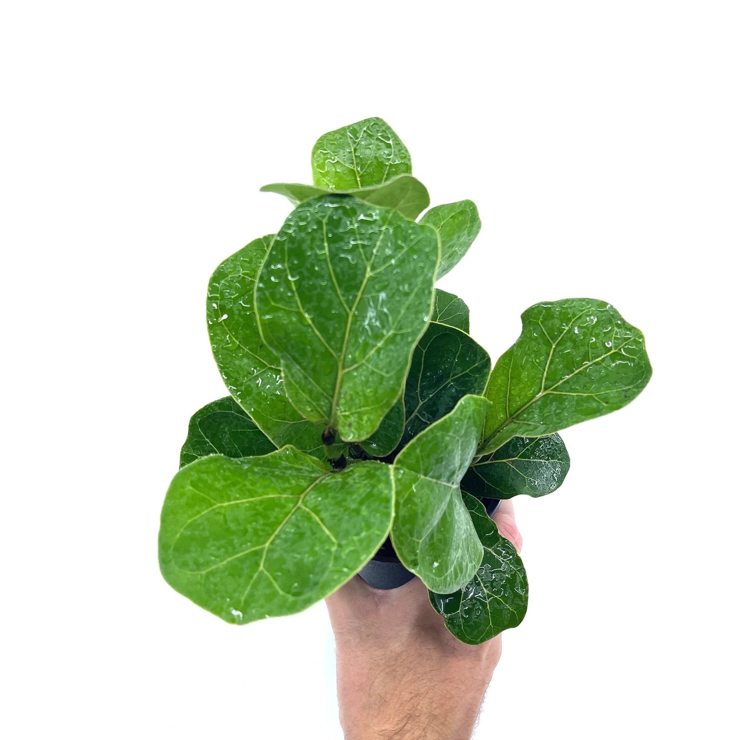 Ficus - Bambino (Fiddle Leaf Fig) - The Plant Buddies