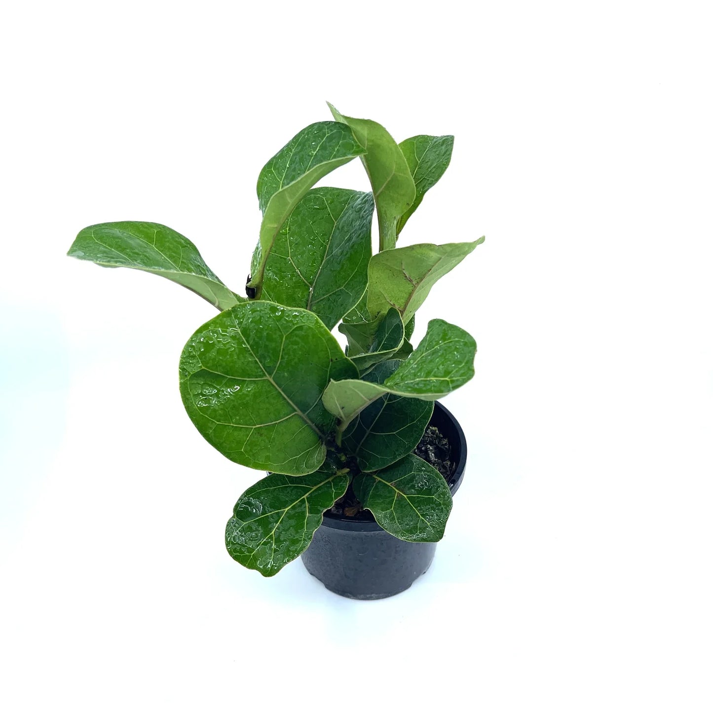 Ficus - Bambino (Fiddle Leaf Fig) - The Plant Buddies
