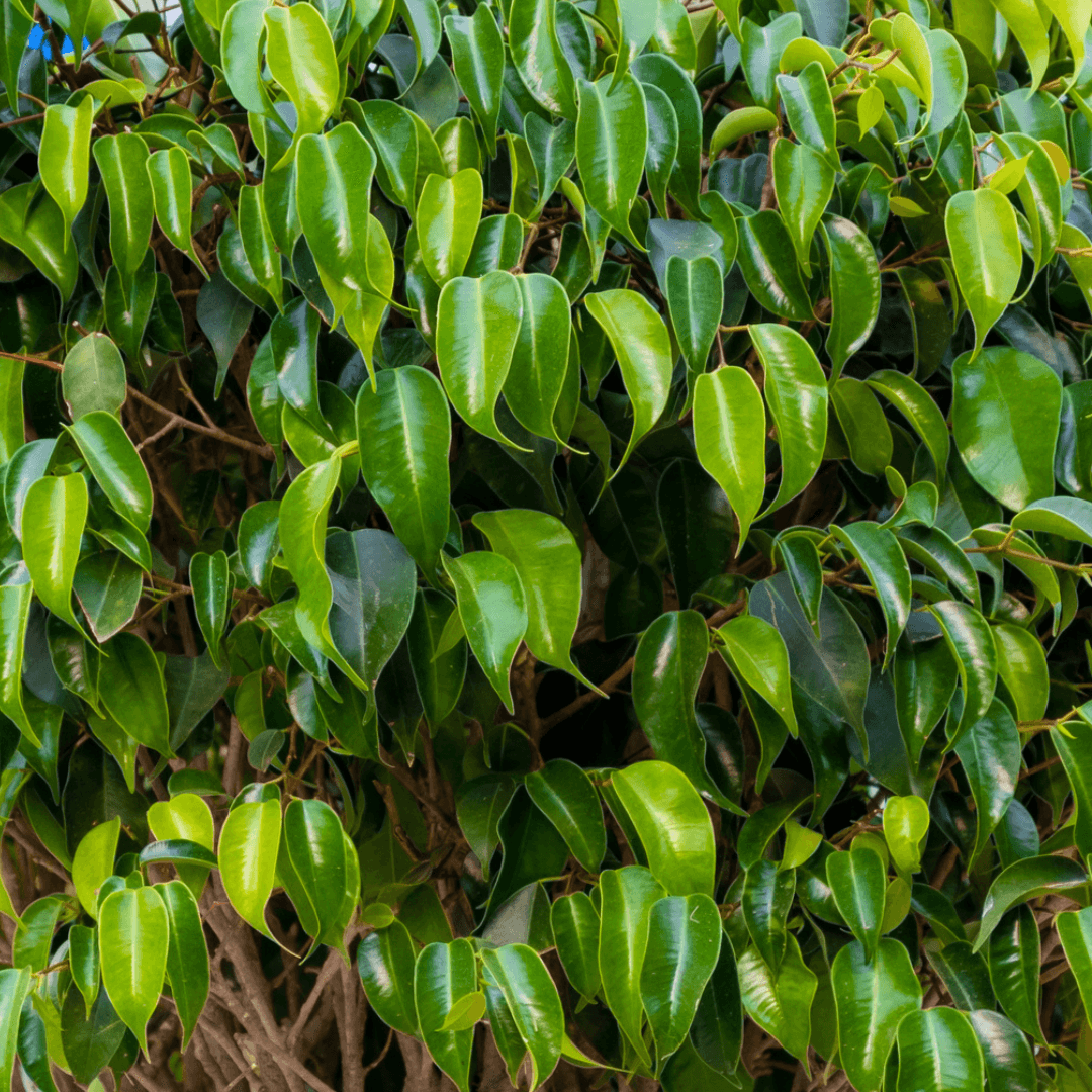 Ficus - Benji - The Plant Buddies
