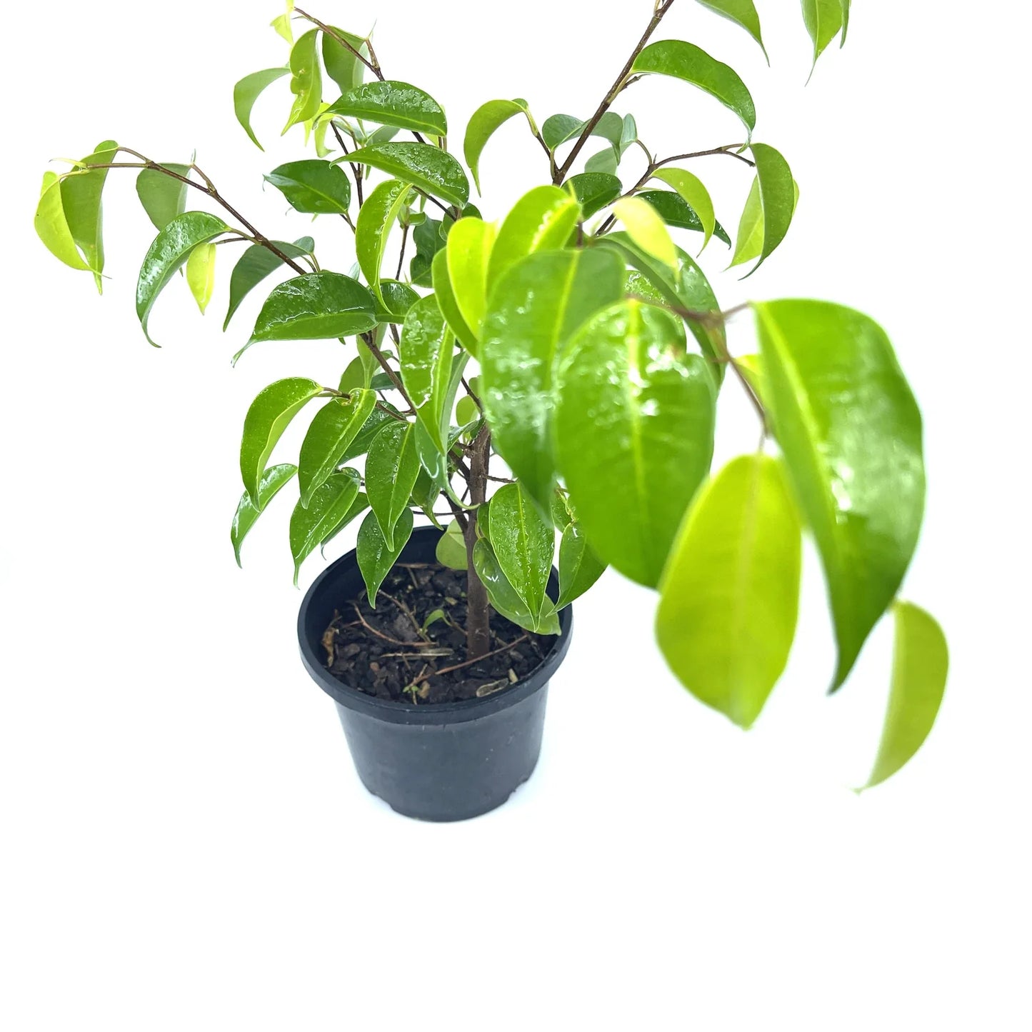 Ficus - Benji - The Plant Buddies