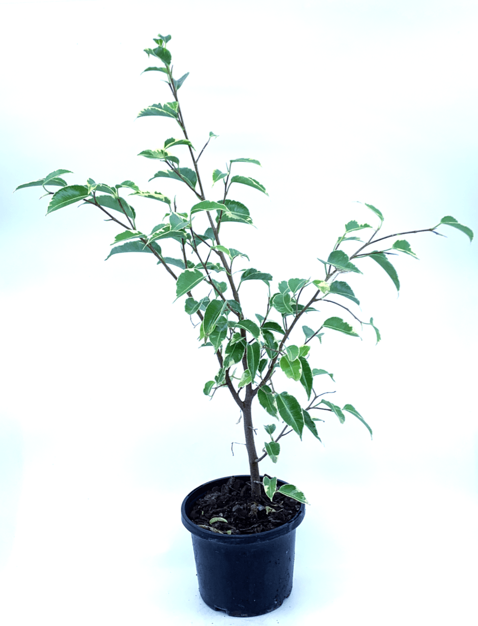 Ficus - Benji (Variegated) - The Plant Buddies