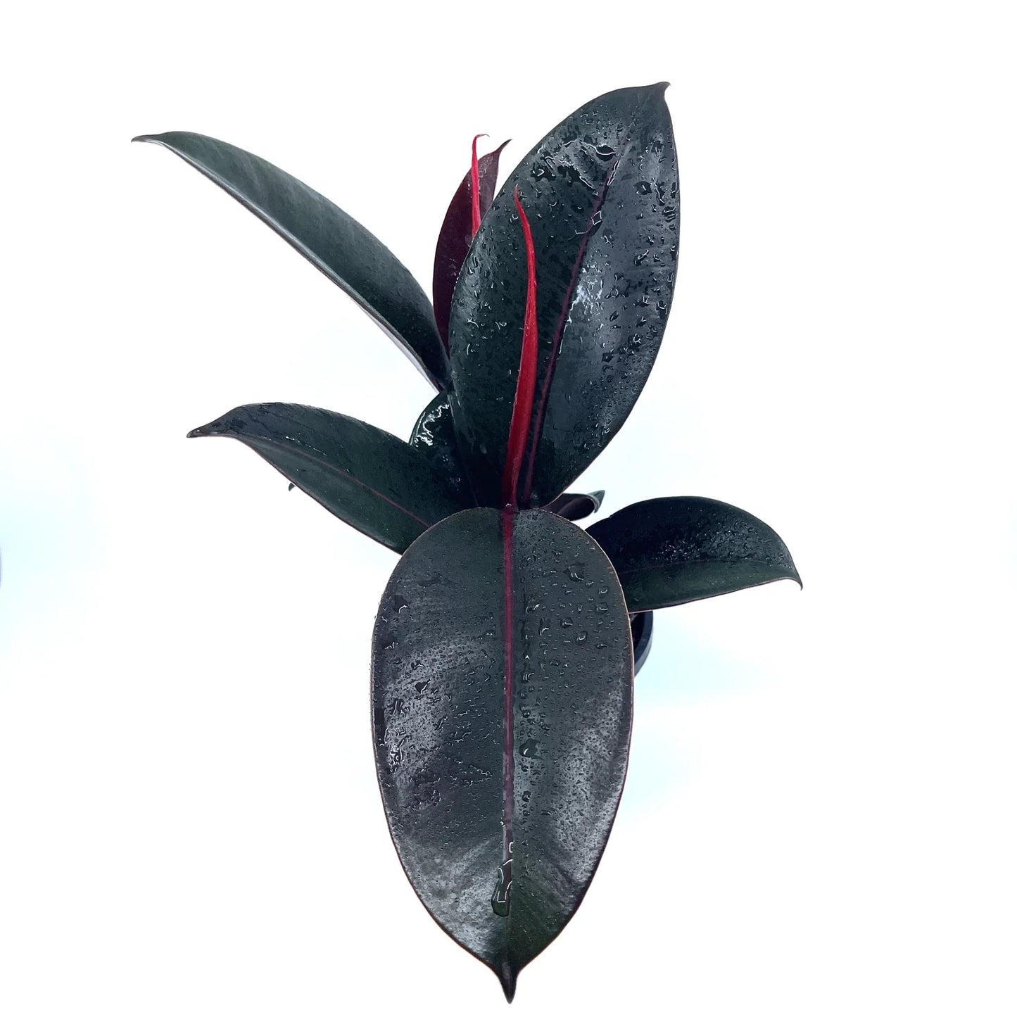 Ficus - Elastica - The Plant Buddies