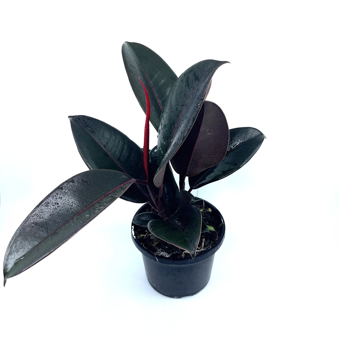 Ficus - Elastica - The Plant Buddies