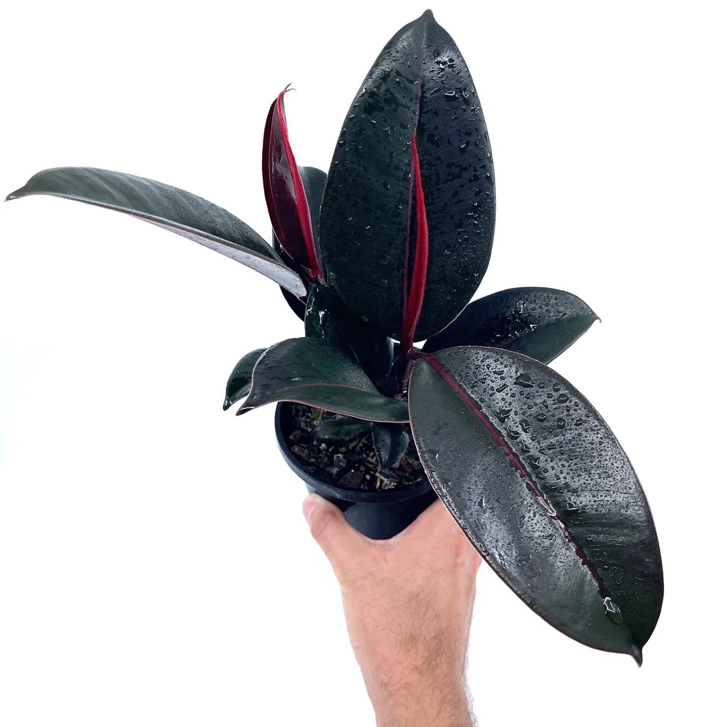 Ficus - Elastica - The Plant Buddies