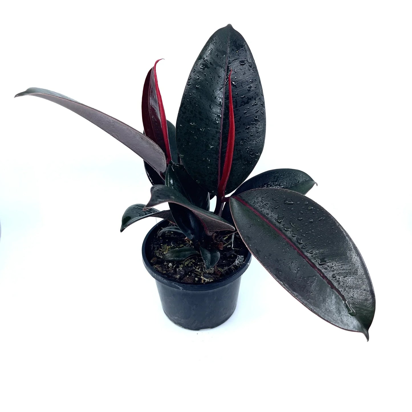 Ficus - Elastica - The Plant Buddies