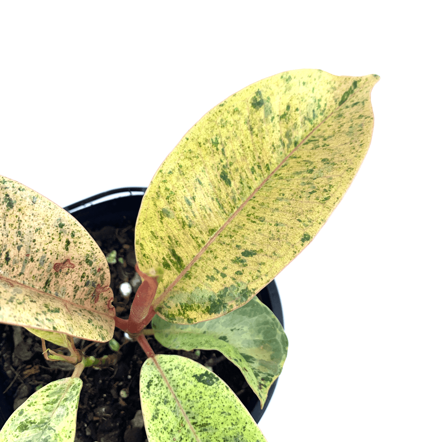 Ficus - Marble - The Plant Buddies