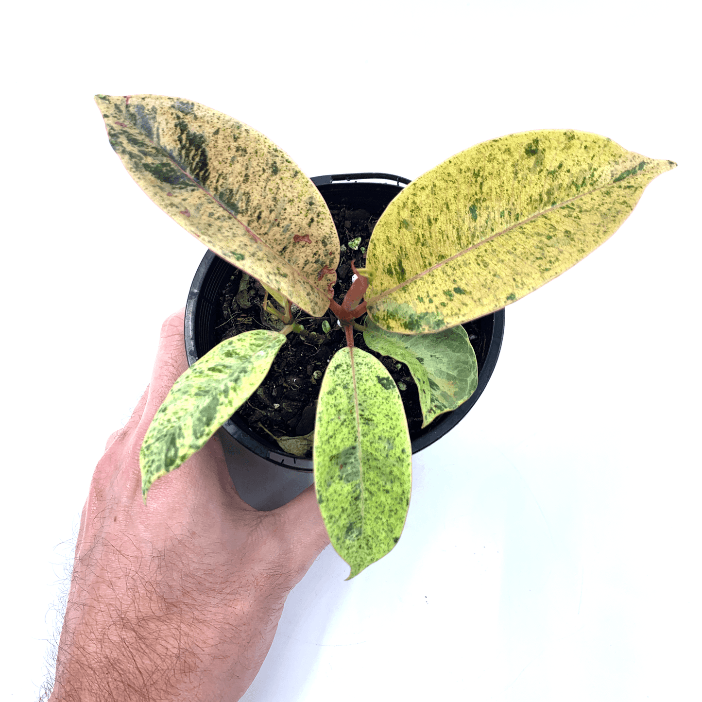 Ficus - Marble - The Plant Buddies