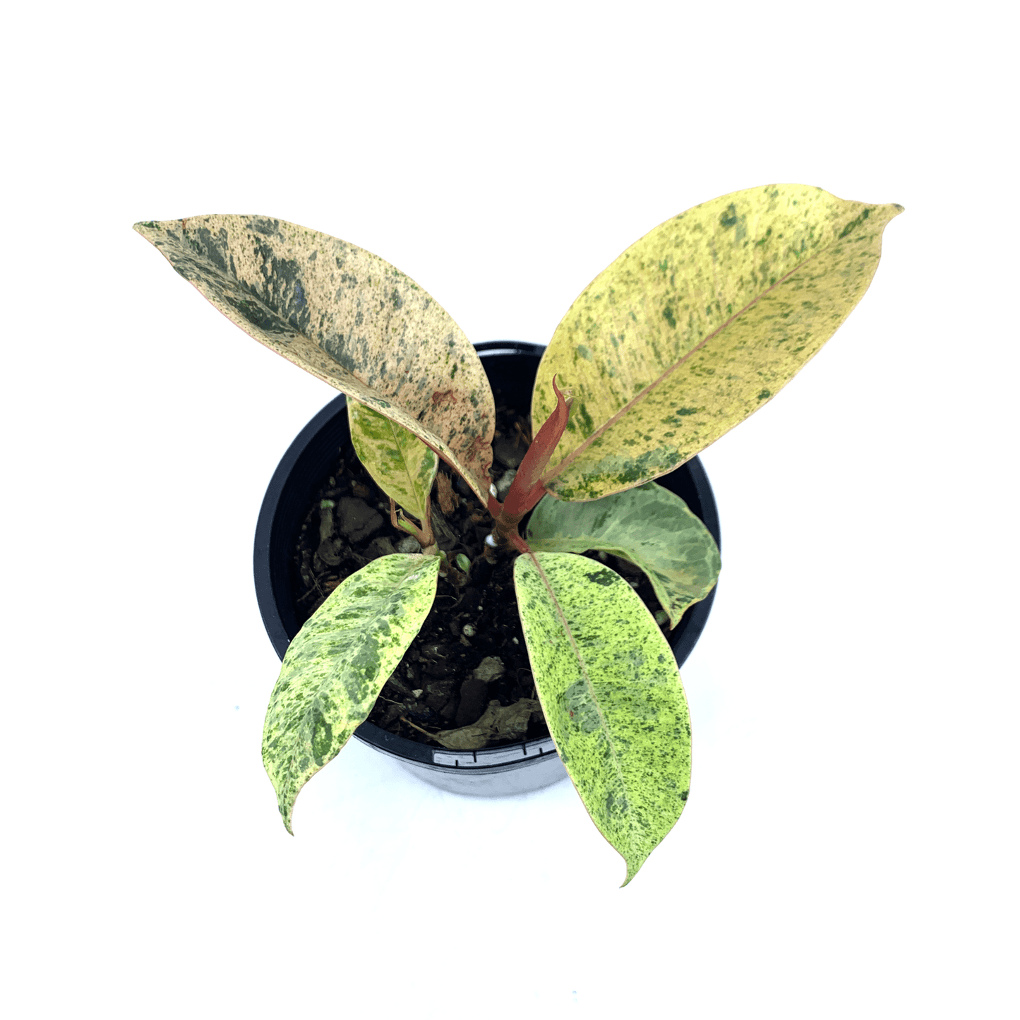 Ficus - Marble - The Plant Buddies