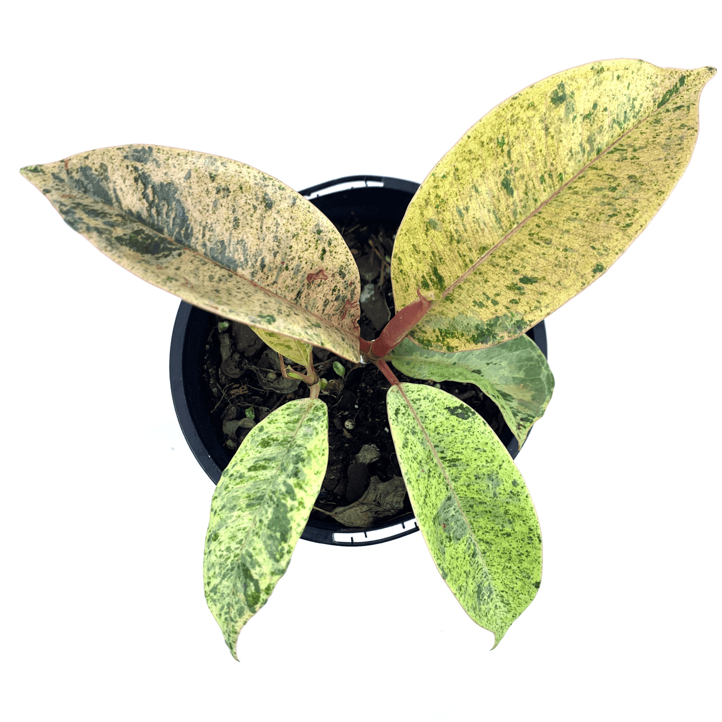 Ficus - Marble - The Plant Buddies
