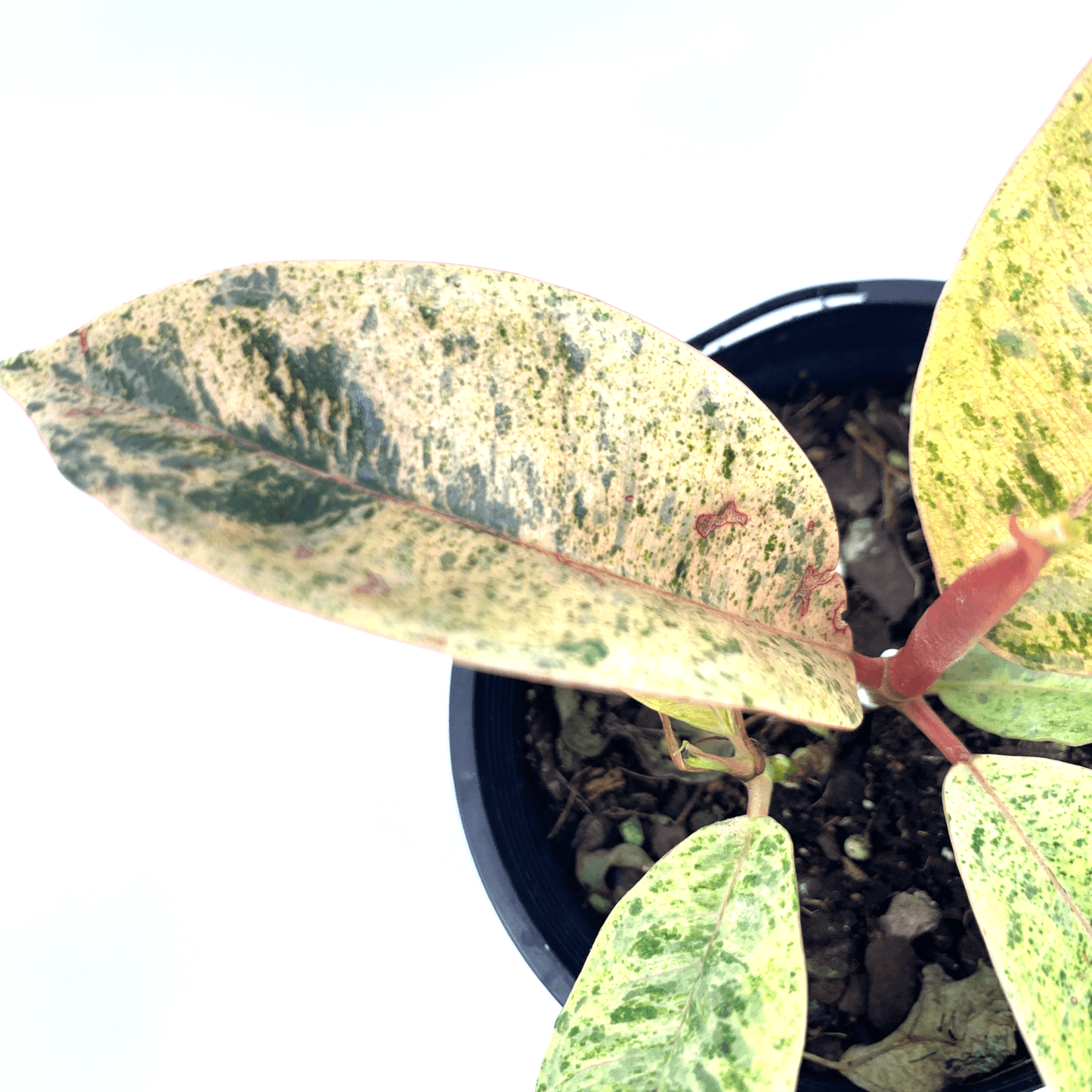 Ficus - Marble - The Plant Buddies