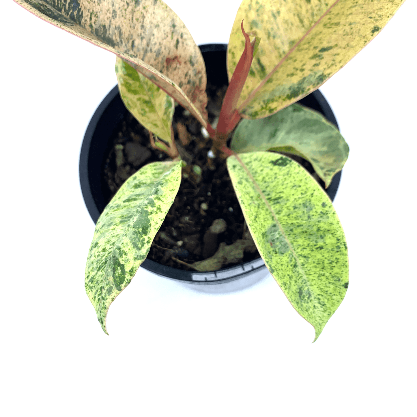 Ficus - Marble - The Plant Buddies
