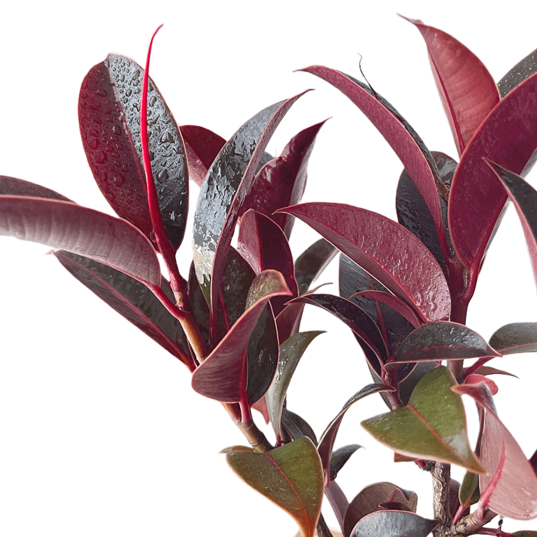 Ficus - Melany - The Plant Buddies