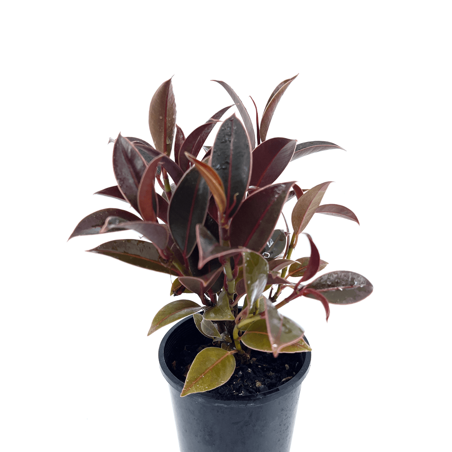 Ficus - Melany - The Plant Buddies
