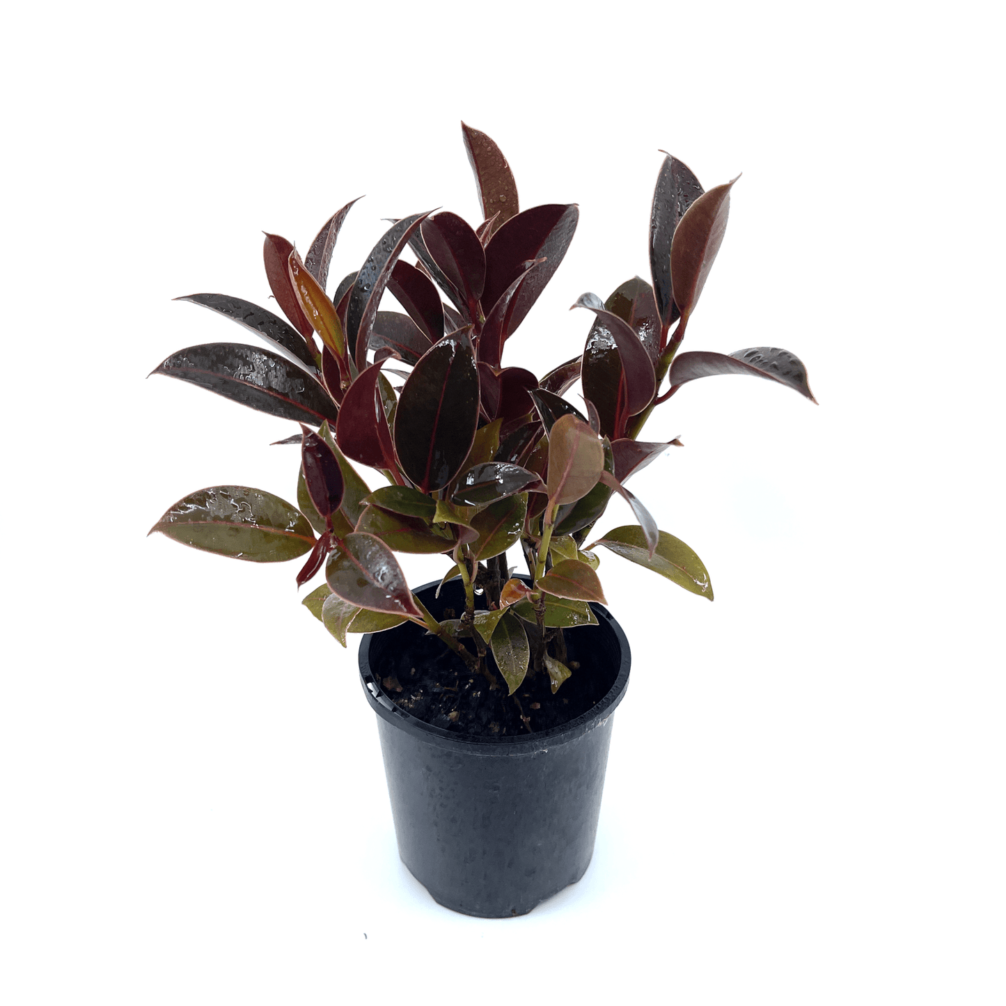 Ficus - Melany - The Plant Buddies