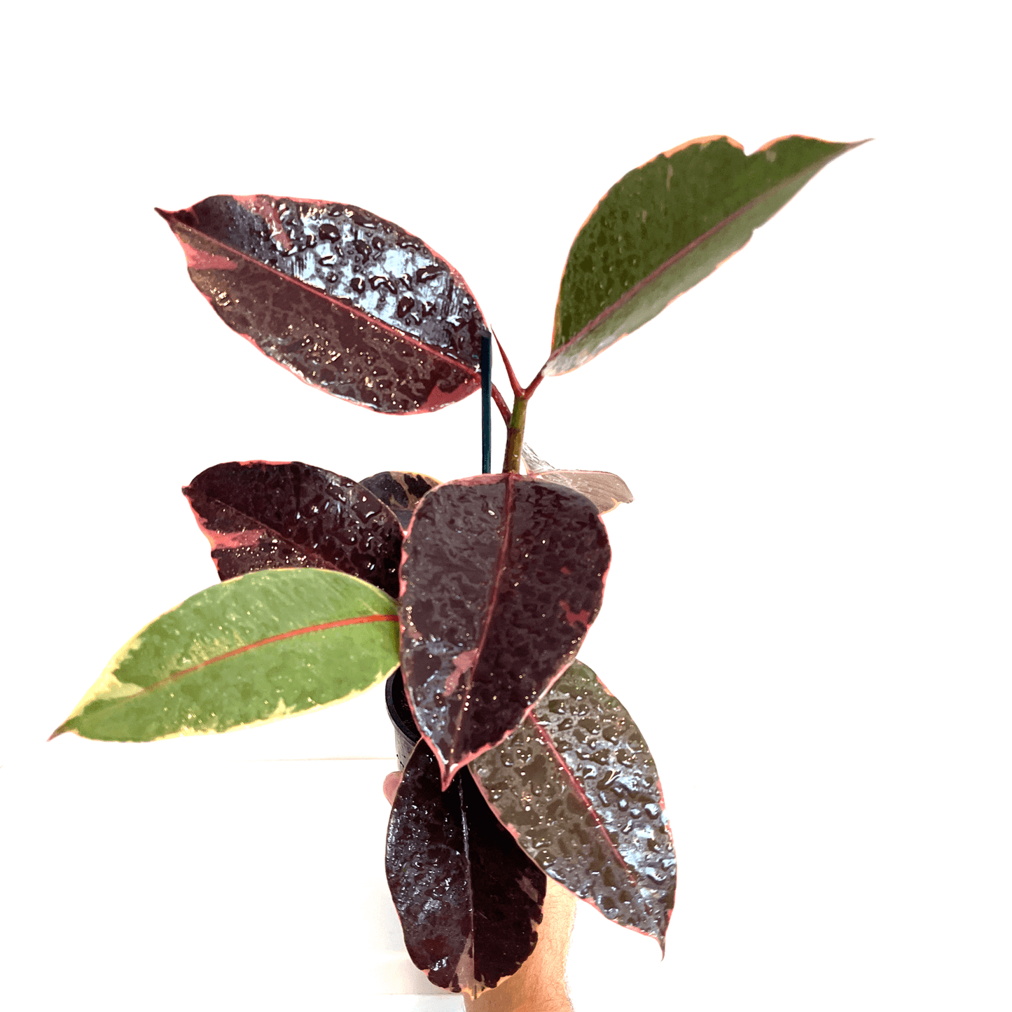 Ficus - Ruby - The Plant Buddies