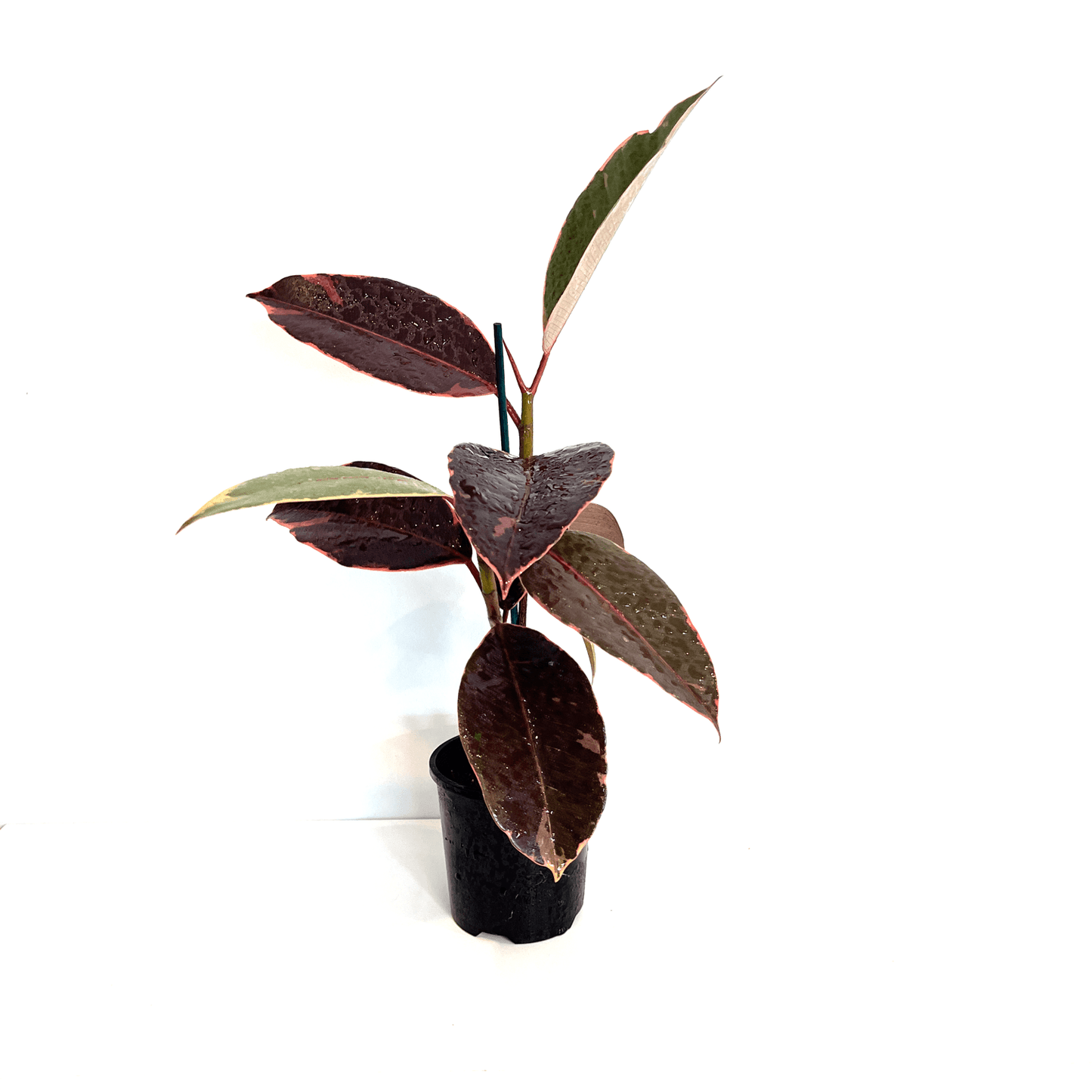 Ficus - Ruby - The Plant Buddies