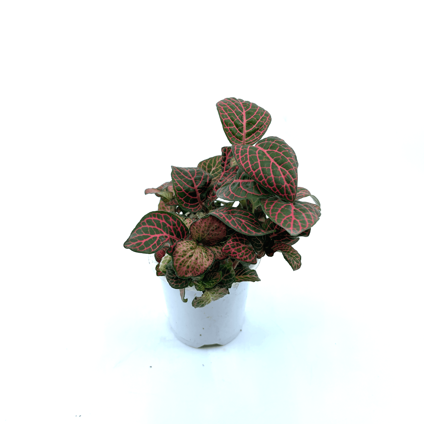 Fittonia - Red (Nerve Plant) - The Plant Buddies
