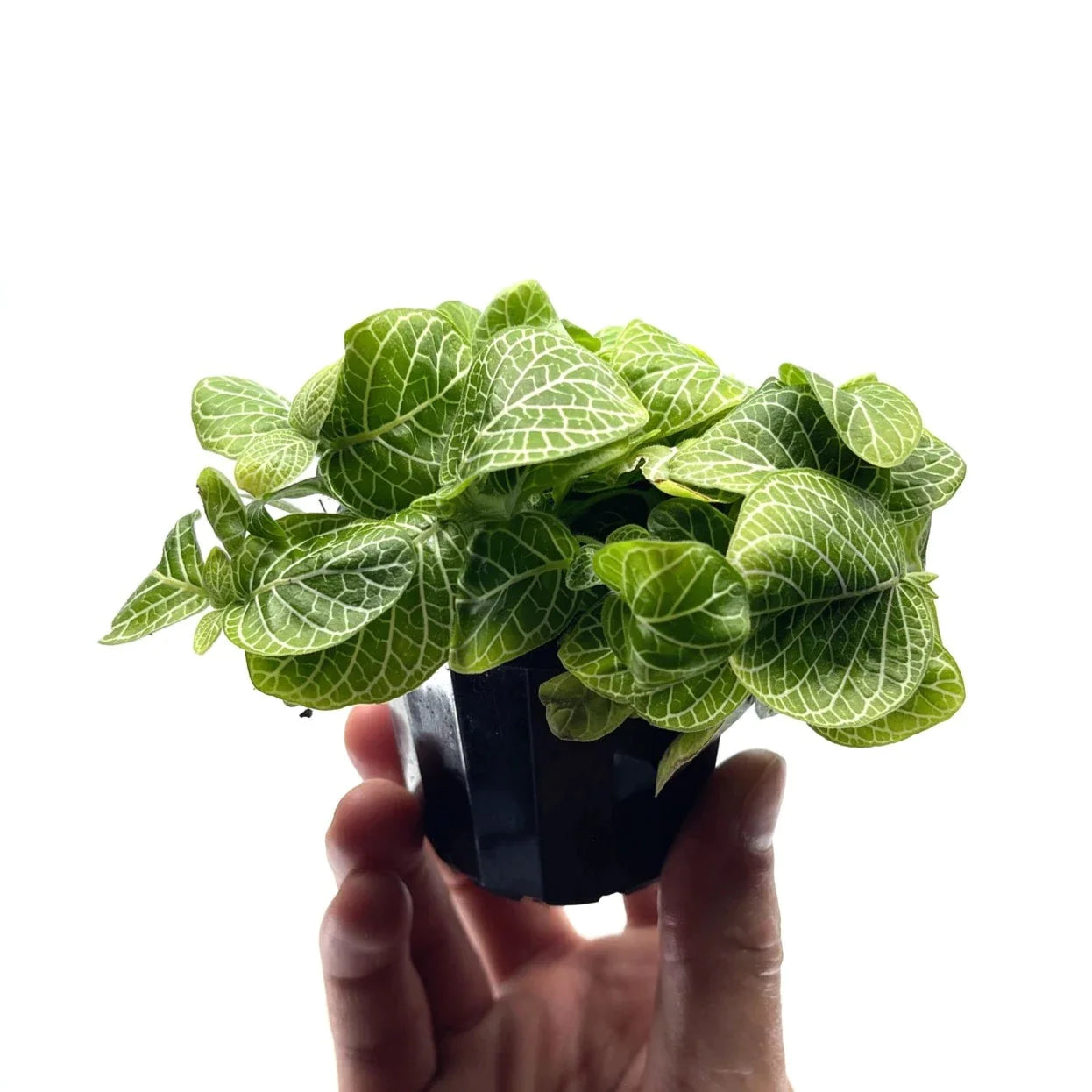 Fittonia - White (Nerve Plant) - The Plant Buddies