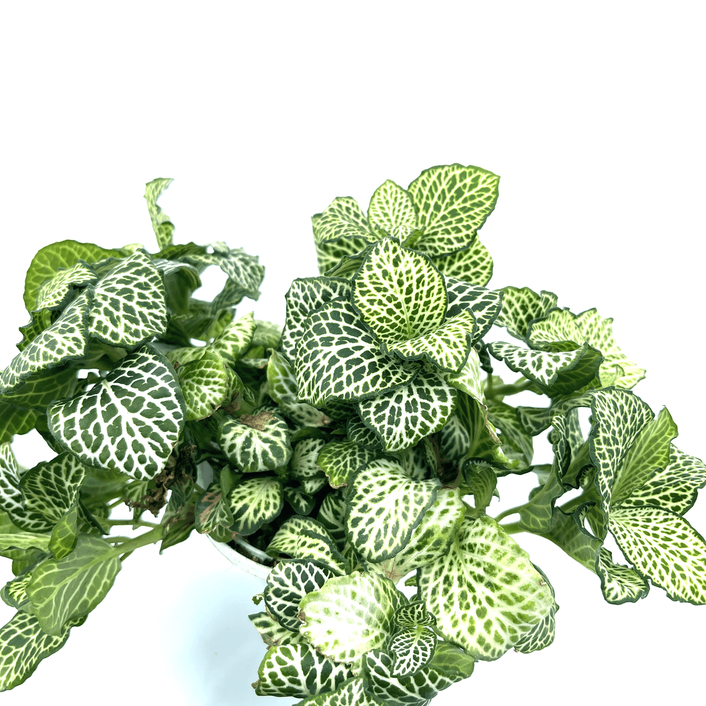 Fittonia - White (Nerve Plant) - The Plant Buddies