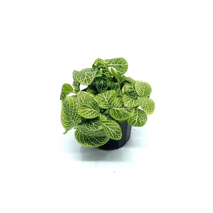 Fittonia - White (Nerve Plant) - The Plant Buddies