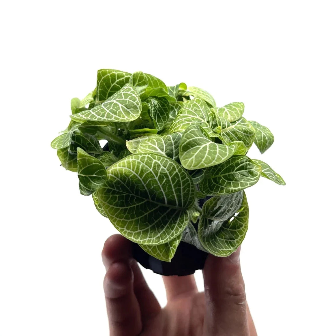 Fittonia - White (Nerve Plant) - The Plant Buddies