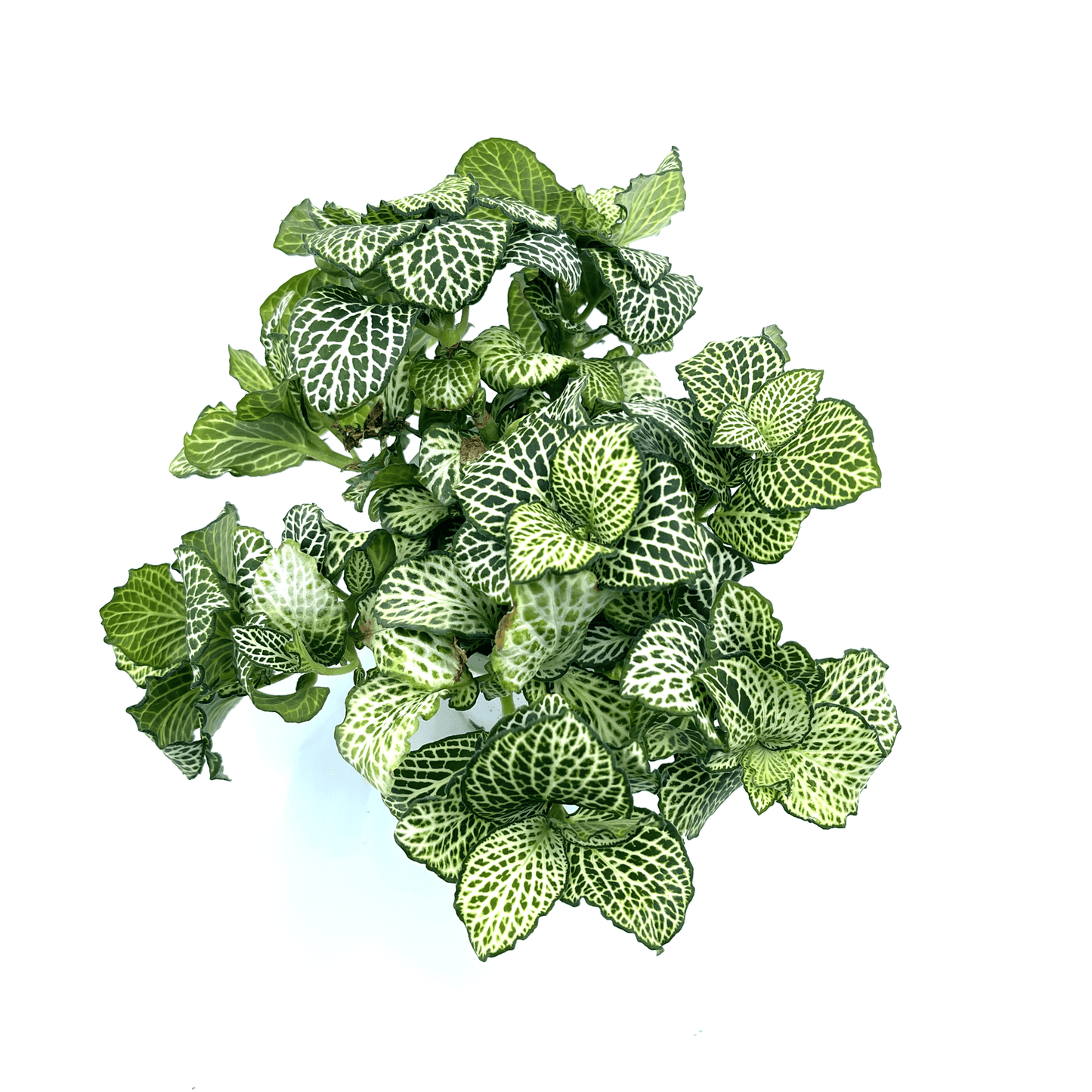 Fittonia - White (Nerve Plant) - The Plant Buddies