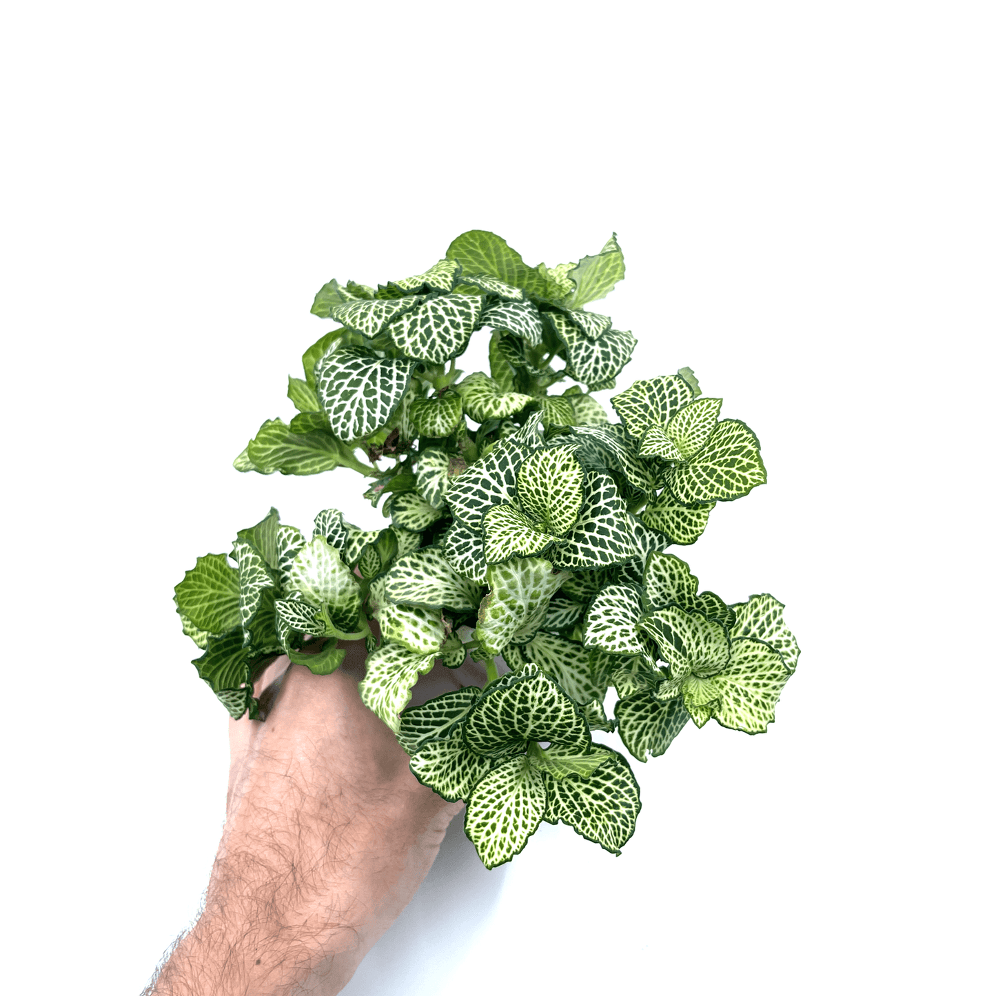 Fittonia - White (Nerve Plant) - The Plant Buddies