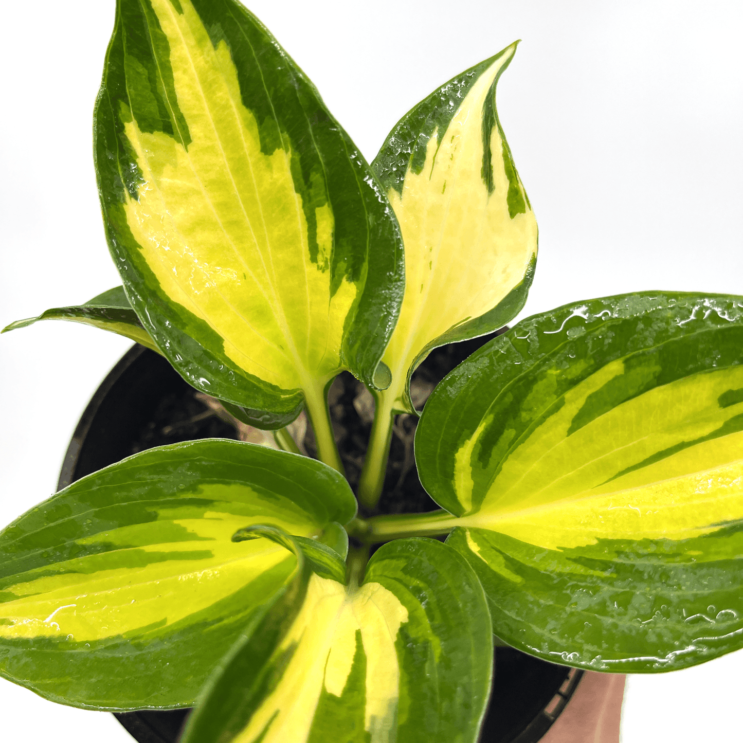 Hosta - Beach Boy - The Plant Buddies