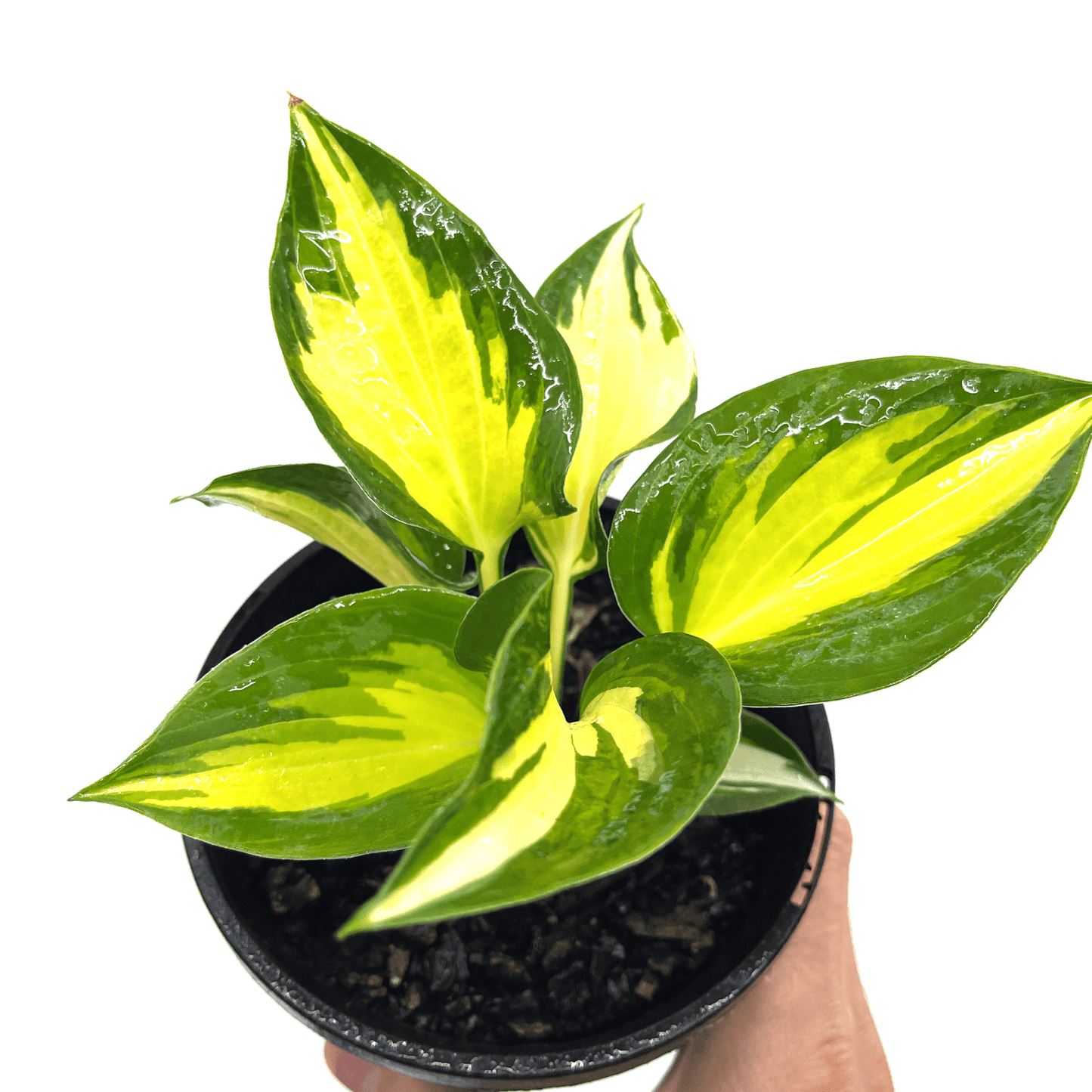 Hosta - Beach Boy - The Plant Buddies