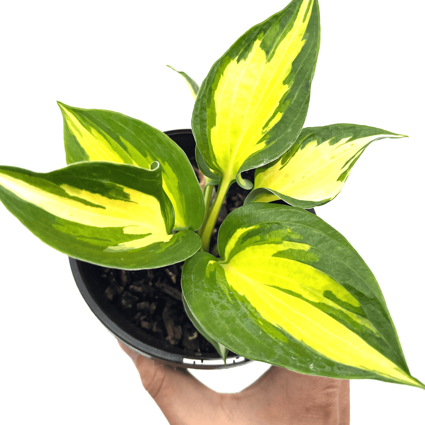 Hosta - Beach Boy - The Plant Buddies