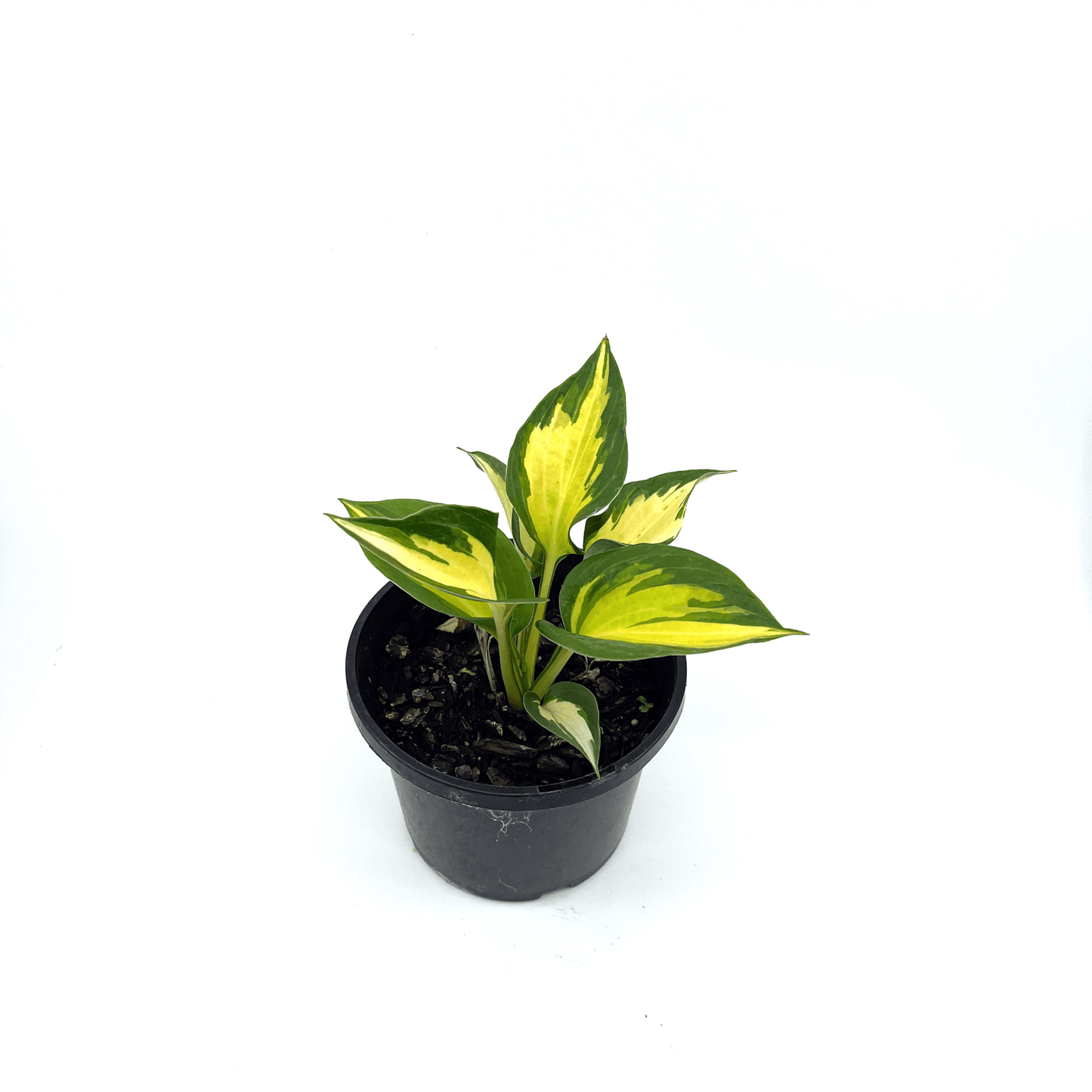 Hosta - Beach Boy - The Plant Buddies