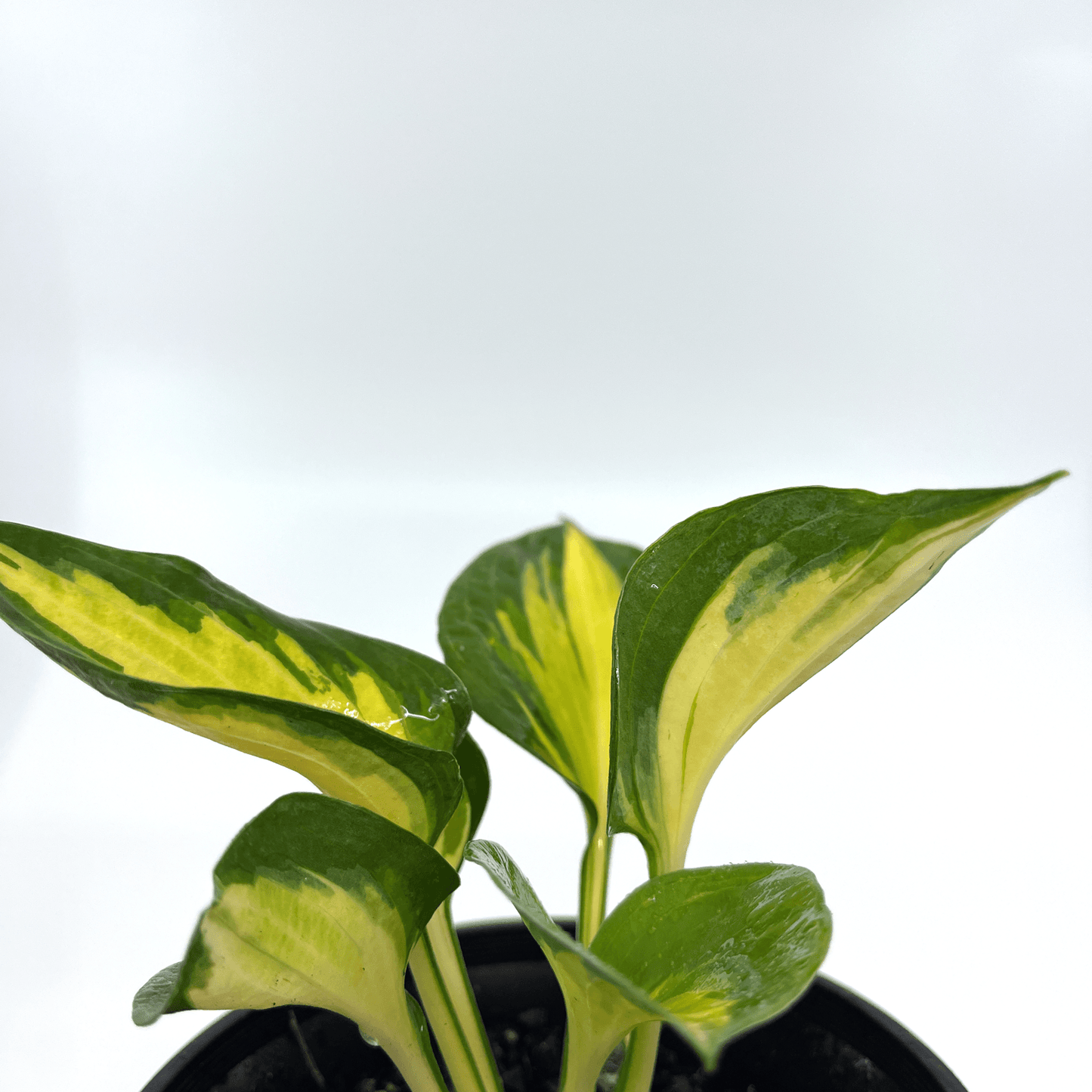 Hosta - Beach Boy - The Plant Buddies