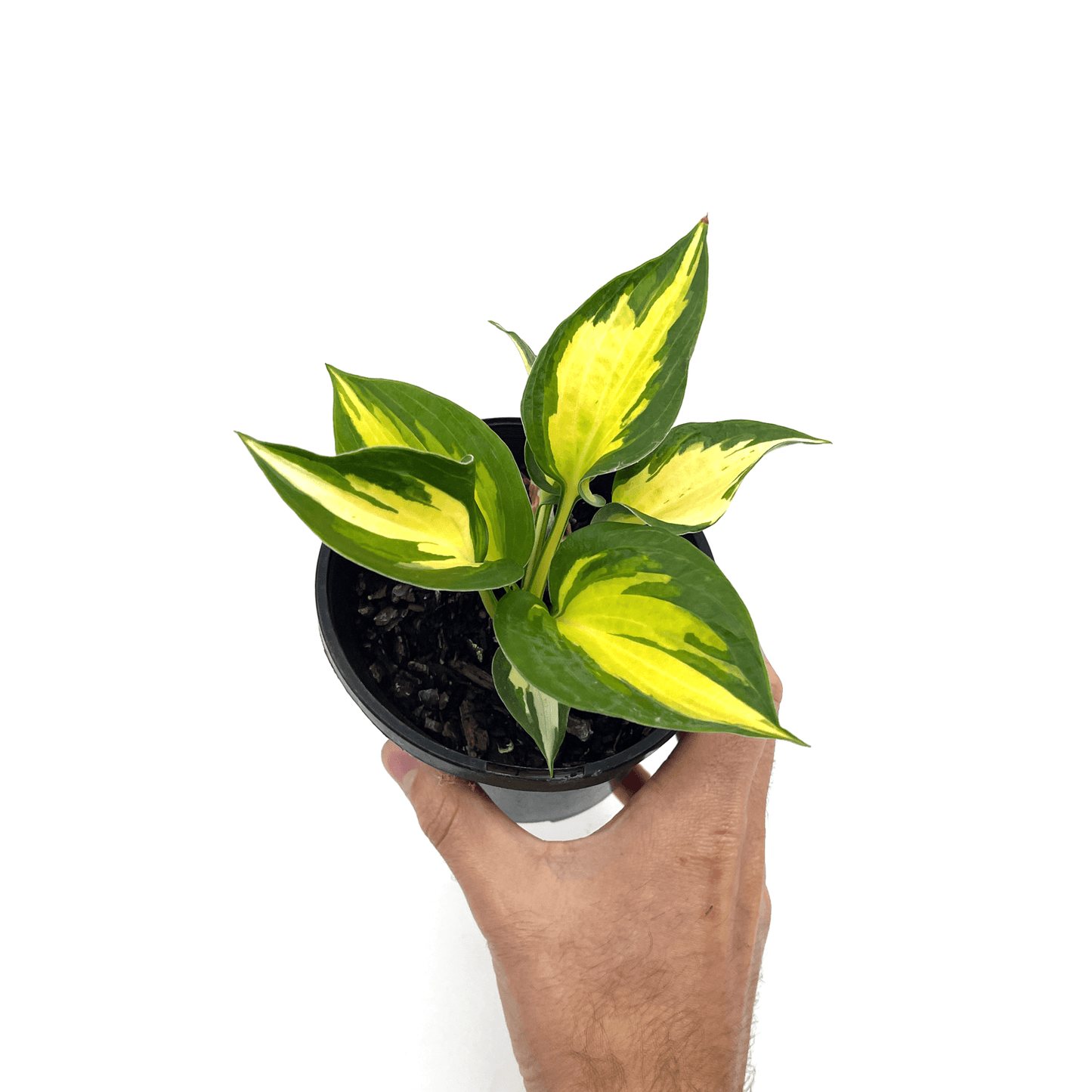 Hosta - Beach Boy - The Plant Buddies