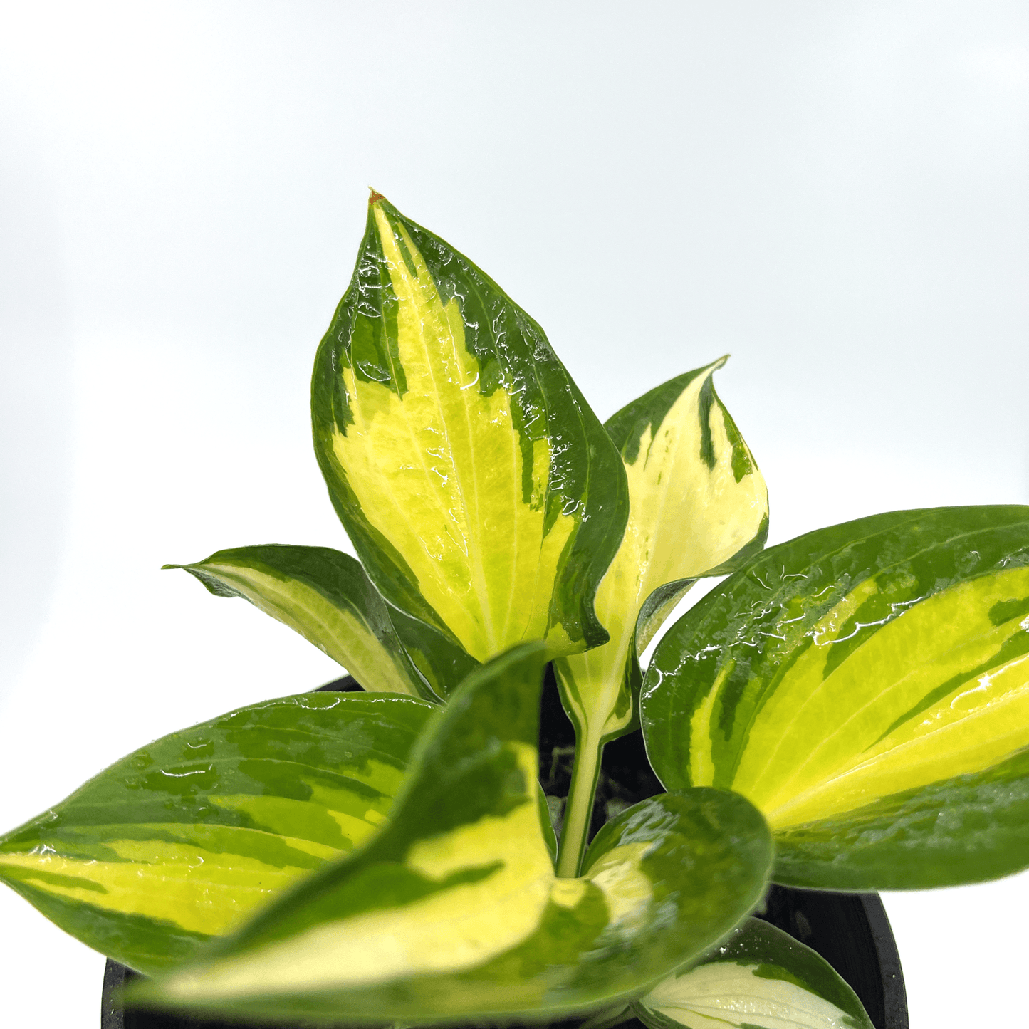 Hosta - Beach Boy - The Plant Buddies