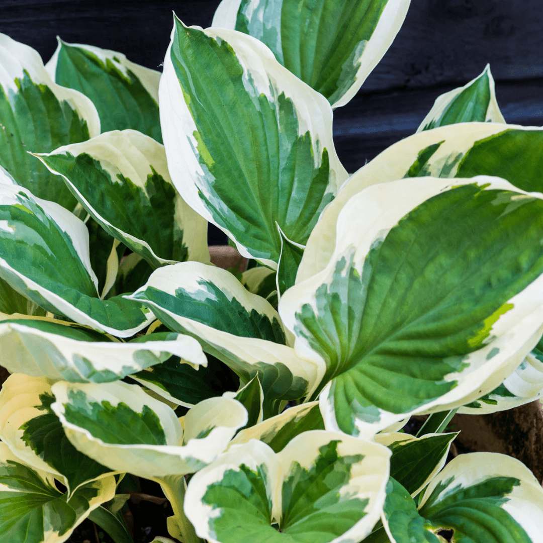 Hosta - Minute Man - The Plant Buddies